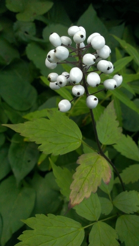 red baneberry