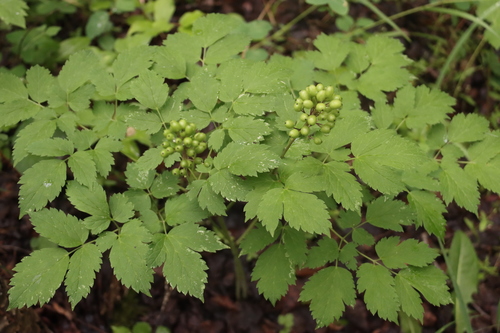 red baneberry