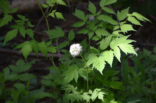 red baneberry
