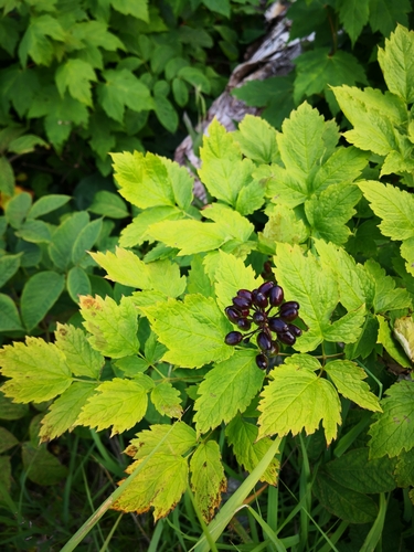 red baneberry