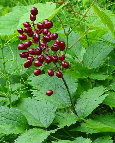 red baneberry