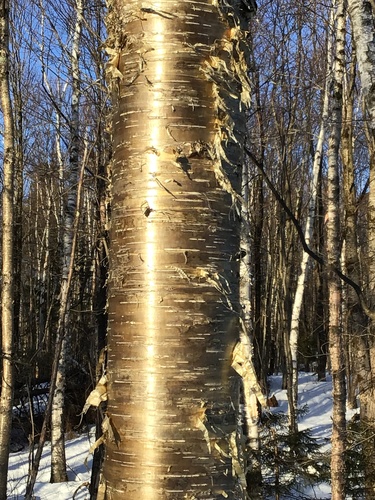 yellow birch