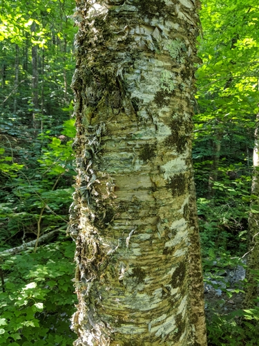 yellow birch