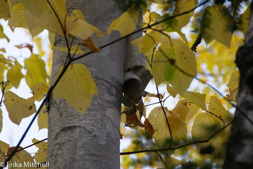 paper birch