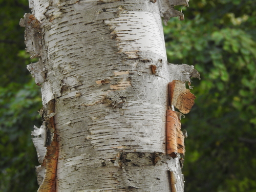 paper birch