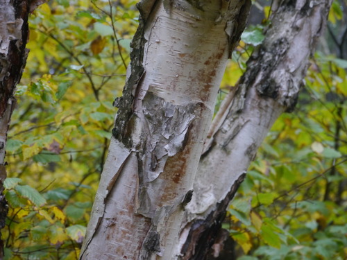 paper birch