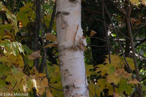 paper birch