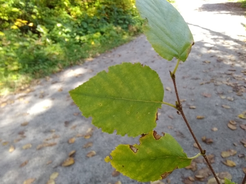 paper birch