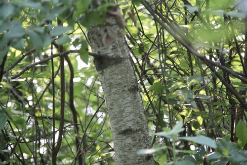 gray birch