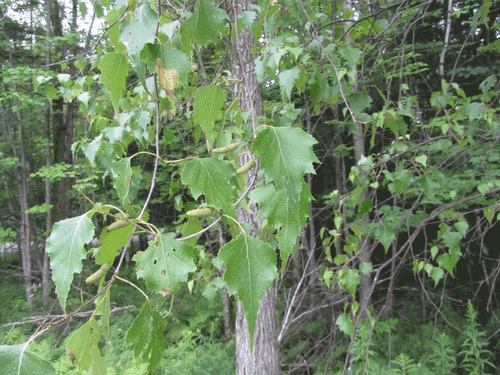 gray birch