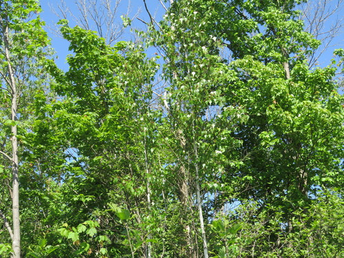 gray birch