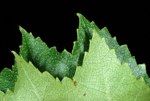 gray birch