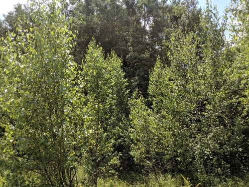 gray birch