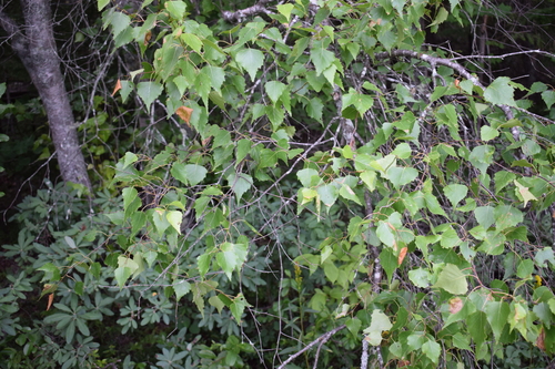 gray birch