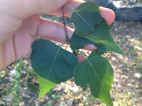 gray birch