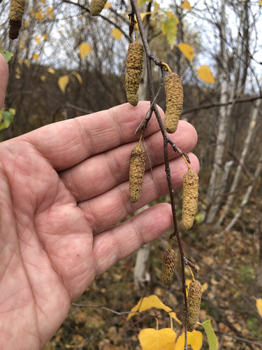 gray birch