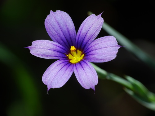 western blue-eyed grass