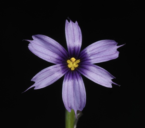 western blue-eyed grass