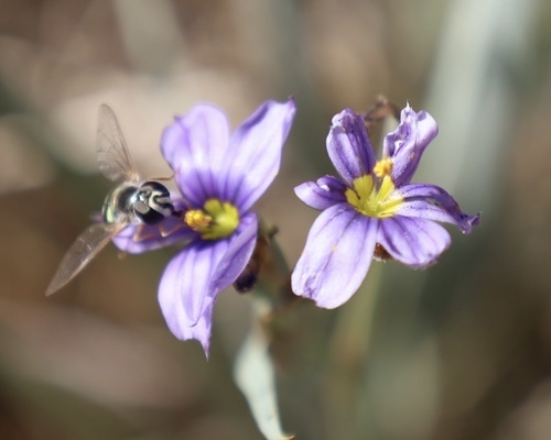 western blue-eyed grass