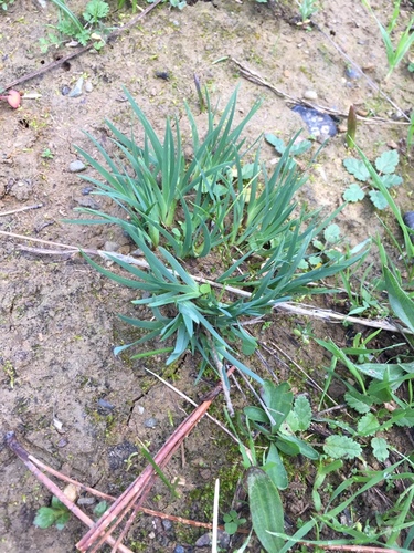 western blue-eyed grass