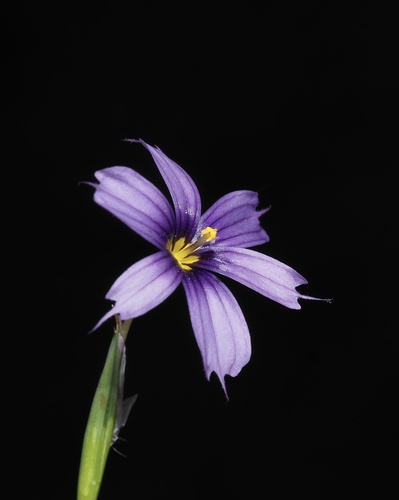 western blue-eyed grass