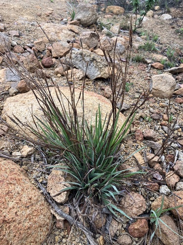 western blue-eyed grass