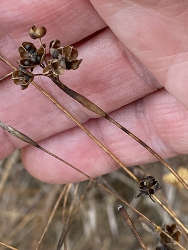 western blue-eyed grass
