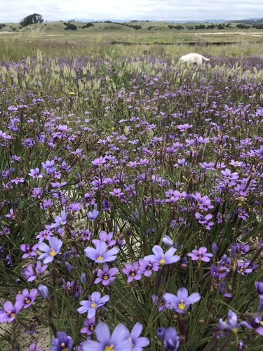 western blue-eyed grass
