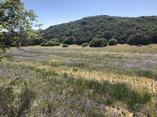 western blue-eyed grass