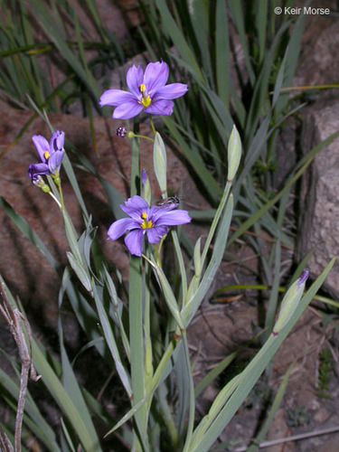 western blue-eyed grass