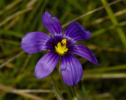 western blue-eyed grass