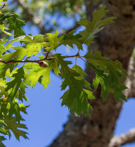 California black oak