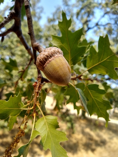 California black oak