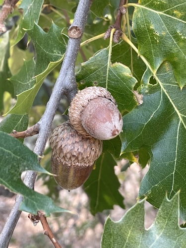 California black oak