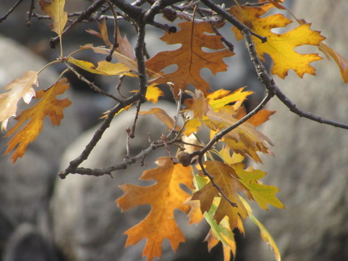 California black oak