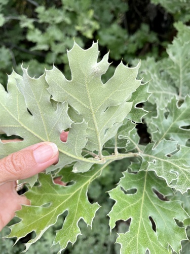 California black oak