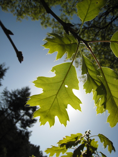 California black oak