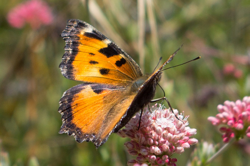 California Tortoiseshell