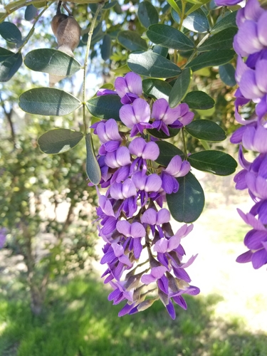 Texas mountain laurel