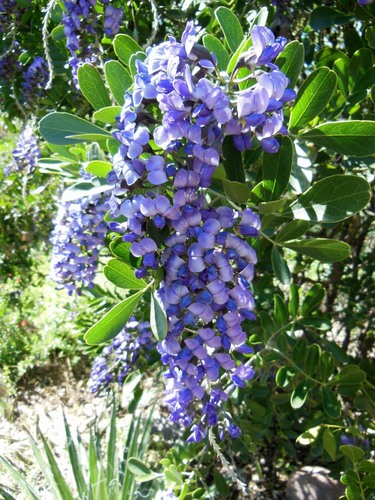 Texas mountain laurel