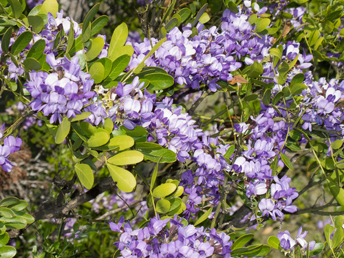 Texas mountain laurel