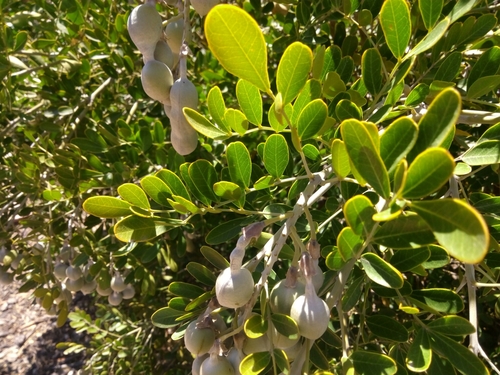 Texas mountain laurel