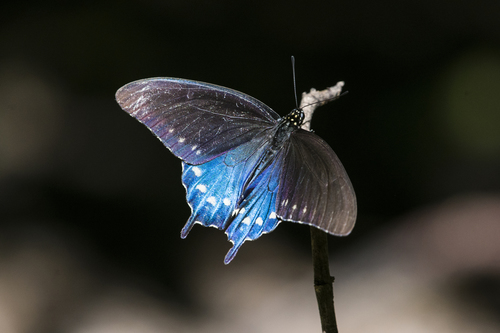 Pipevine Swallowtail