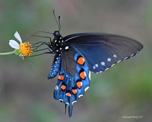 Pipevine Swallowtail