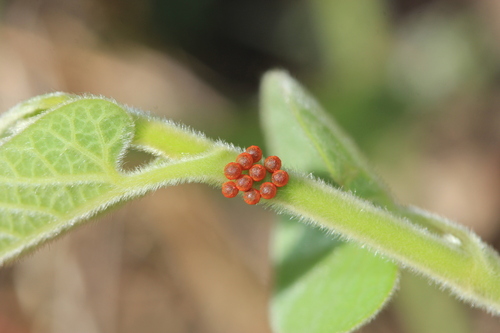 Pipevine Swallowtail