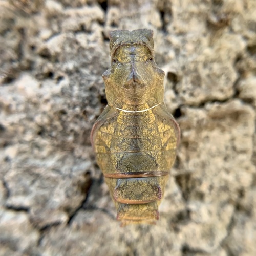 Pipevine Swallowtail