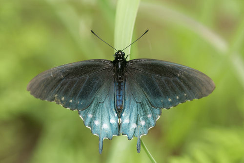 Pipevine Swallowtail