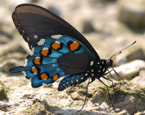 Pipevine Swallowtail