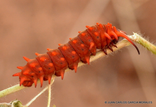 Pipevine Swallowtail