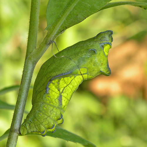 Pipevine Swallowtail